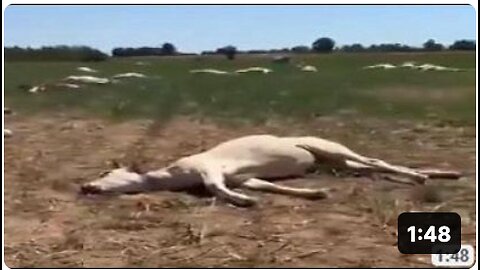 VETS (ITALY 2023) "VACCINATED" ALL THE ANIMALS (AGAINST THE FASHIONABLE DISEASE) THEN THEY ALL DIED