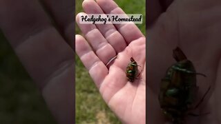 Flying green June beetle