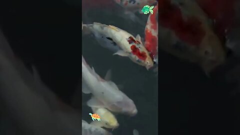 Beautiful Koi Fish Swimming Around