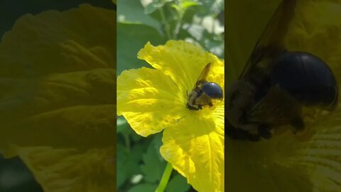 Carpenter bees pollinating loofah￼