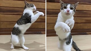 Athletic Cat Shows Off Its Impressive Boxing Skills