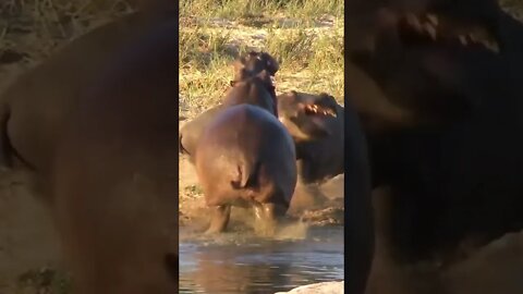 Hippo Argument! #shorts