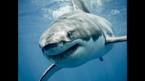 Shark 🦈🦈🦈Feeding Frenzy! 😮 #shorts