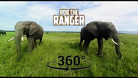 Experience An African Elephant Herd In 360° VR | Zebra Plains