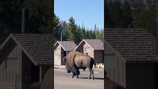 Getting Close to a Bison at Yellowstone National Park #shorts