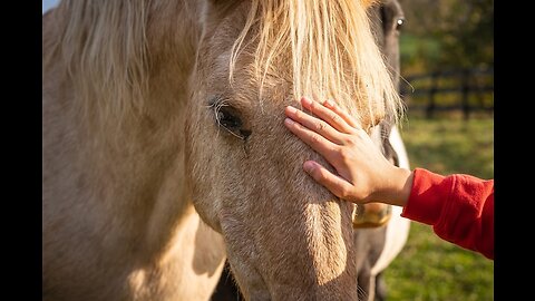 Saying Goodbye To Our Horse For The Last Time. Never Seen Before Footage Of The Accident!