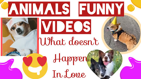 Funniest Animals 😄 New Funny Cats and Dogs Videos 😹🐶 Part 5