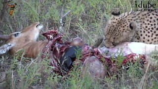Male Cheetah Eats Impala
