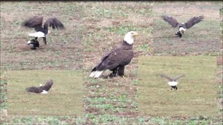 BALD EAGLE wildlife photography vlog