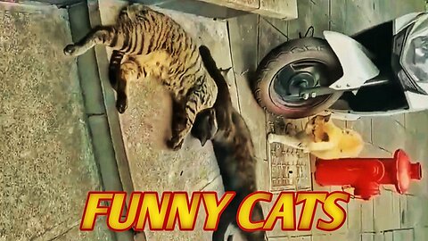 The strange love of cats 😆 Cats fighting 😆 Funny cats 😆 Pets videos of 2024😆
