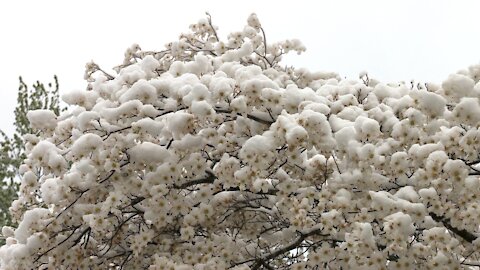 04-21-21 Lexington, KY Dogwoods Full Of Spring Snow