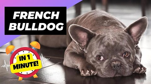 French Bulldog - In 1 Minute! 💔 The Dark Reality of this Breed! | 1 Minute Animals