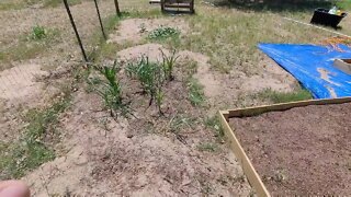 Garden and project update