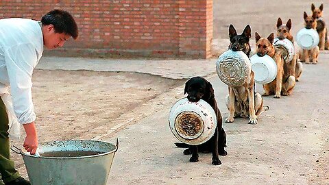 10 Best Trained & Disciplined Dogs in the World!