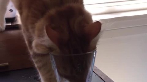 Kitten hilariously struggles to drink water from glass