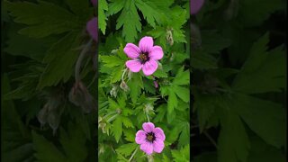 Geranium