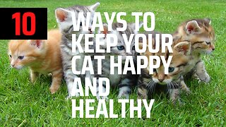 10 ways to keep your Cat happy and healthy