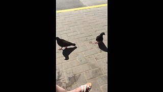 Pigeons are so much fun!