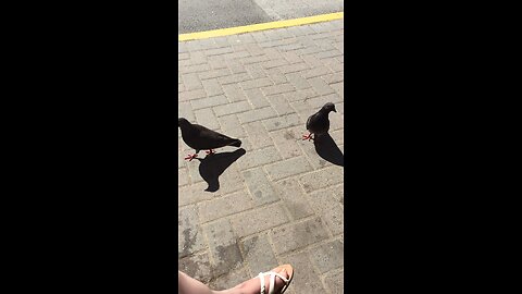 Pigeons are so much fun!