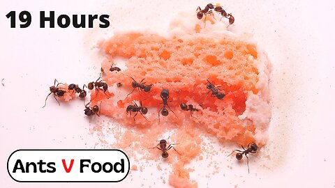 Ant Colony vs Strawberry Cake Time Lapse