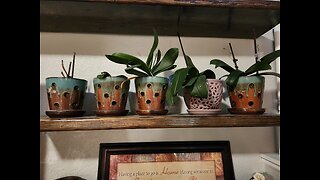 Watering orchids