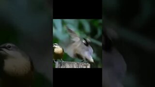 Pássaro dançarino