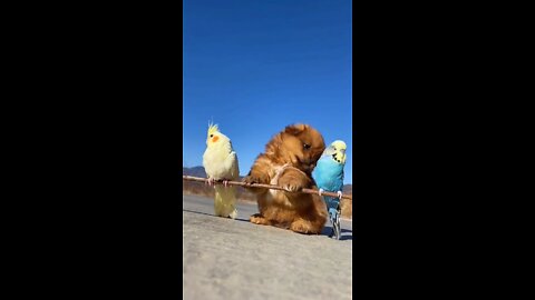 Hoy Cute doggy and birds coming Viral