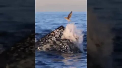 Humpback Whale Surface Lunge Feeding #viral #shorts #foryou