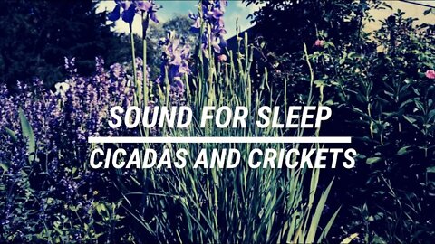 Sound for sleep Cicadas and Crickets 3 hours