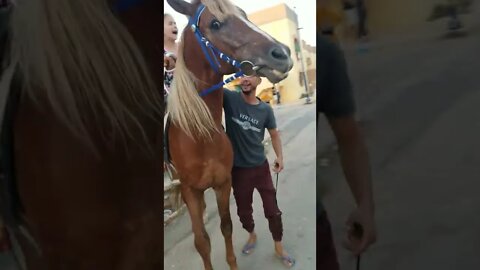 Kenza and Adam riding a horse in Sidi Khaled, Algeria