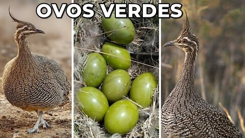 Ave que põe lindos ovos verdes (Martineta)