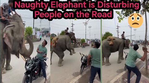 Naughty Elephant l Pet Video l Funny Elephant l Funny Animals l Dangerous Animal l Wild Animal l