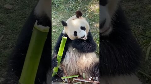 Panda bear so cute #Panda bear eating bamboo #giant panda