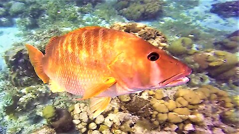 Big friendly fish takes a liking to scuba diver