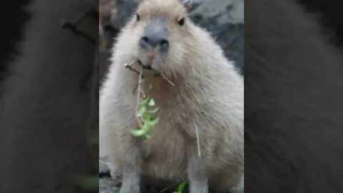 Cute Capybaras 😍