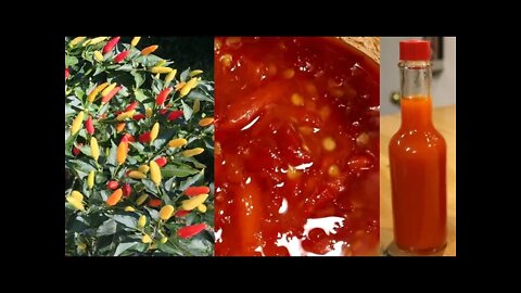 How To Make Fermented Tabasco Sauce