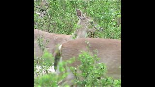 Deer in the woods