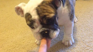 Puppy Agnes can't get enough peanut butter