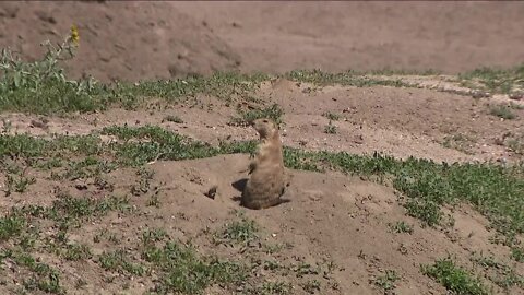 Walgreens in Parker under fire after landscapers 'inadvertently' cover prairie dog burrows