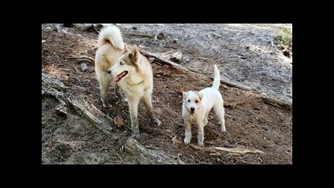 [jack Russell Terrier Ares] Ares chased out a bear and then found a new girl friend on a trail