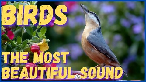 Beautiful birds! Take a quick rest to the most beautiful sound of birds Relax, meditate, fall aslee