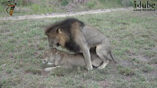 WILDlife: Lions Pairing In South Africa