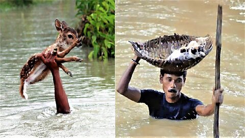 People Saving Animals Lives