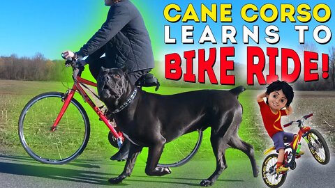 Cane Corso Learns To Bike Ride