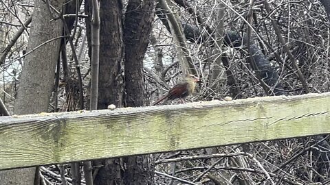 Female Cardinal having some seeds