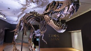 New Insight Into Tyrannosaurus Rex's Tiny Arms