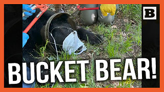 Bucket-Head Bear! Vermont Officials Cut Old Milk Can Stuck on Animal's Head for Weeks