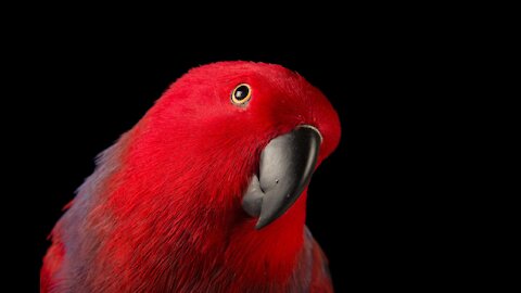 The World's Most Popular Pet Bird