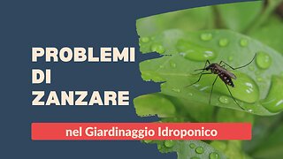 Giardino d'acqua: Problemi di zanzare