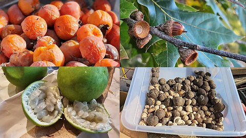 Fall Foraging on the Homestead: Harvesting Black Walnuts, Passion Fruit, Hickory & Acorn Nuts